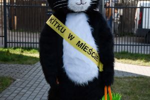 Maskotka imprezy- pluszowy kot