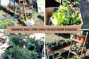 Rośliny przeznaczone na wymianę ogrodniczą