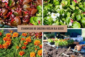 Rośliny przygotowane do sadzenia dla dzieci