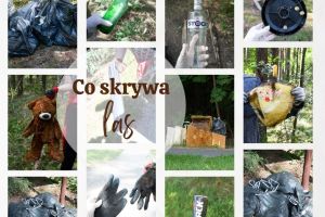 Widok lasu pełnego śmieci