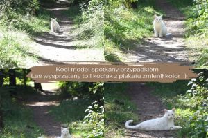 Pamiątkowe zdjęcie kota nawiązujące do plakatu dotyczącego wydarzenia