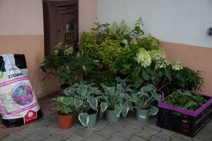 Rośliny i ziemia zakupione na wydarzenie